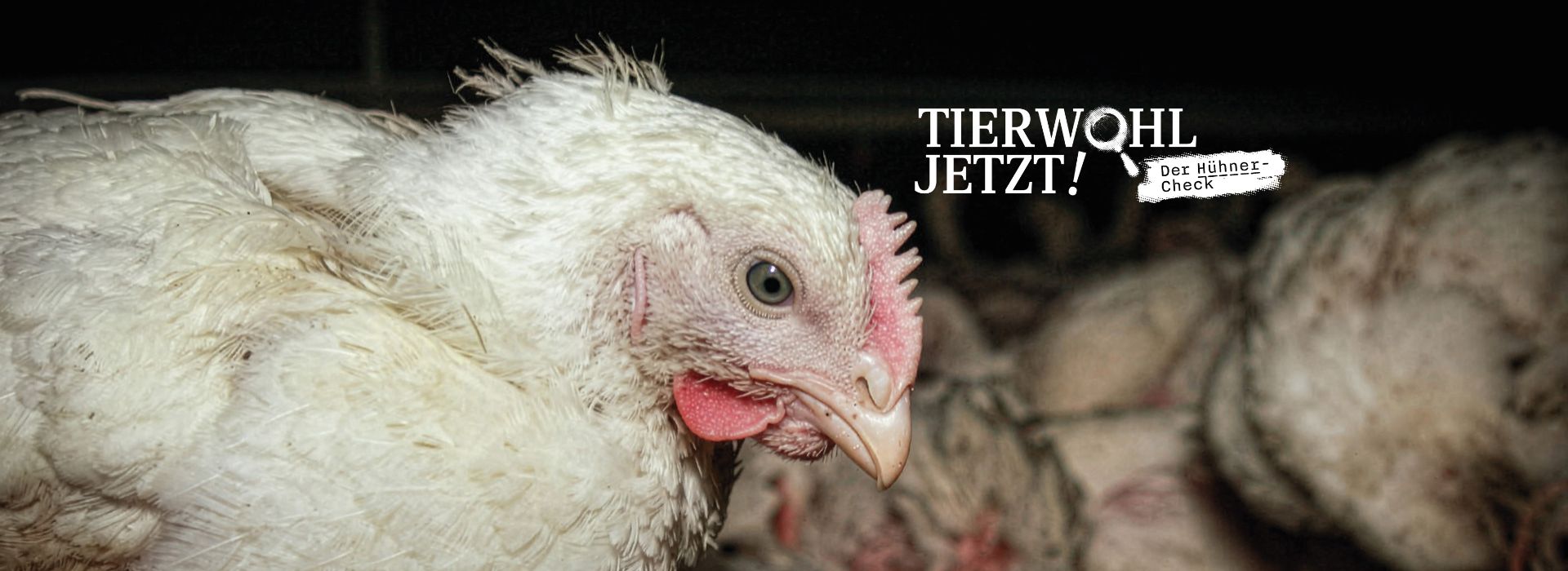 Tierwohl Jetzt! Der Hühner-Check