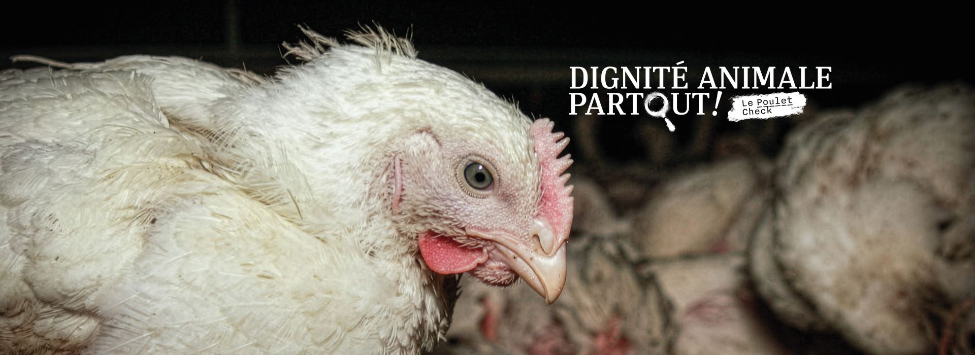 Dignité animale partout ! Le Poulet Check