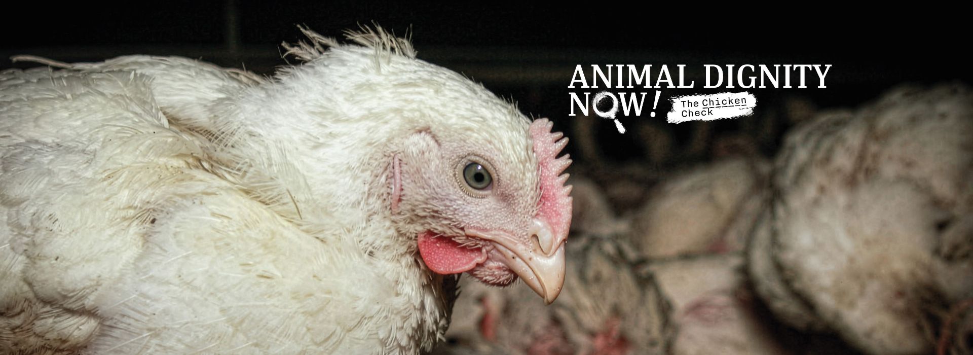 Animal Dignity Now! The Chicken Check