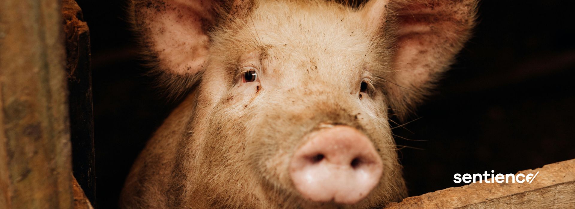 Portraitfoto von Schwein