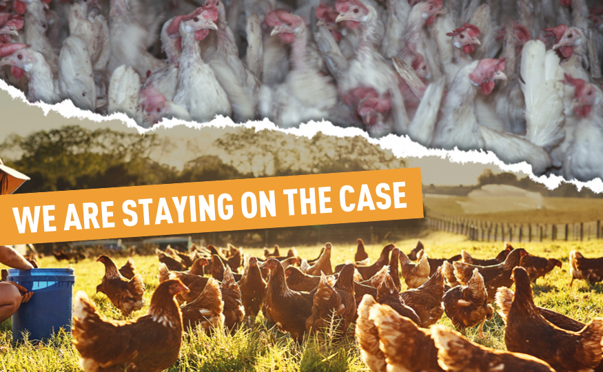 We lost the vote, and factory farmed animals still need our help
