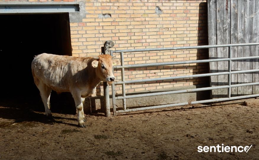 Stall ohne Dach: Auslauf oder nicht?