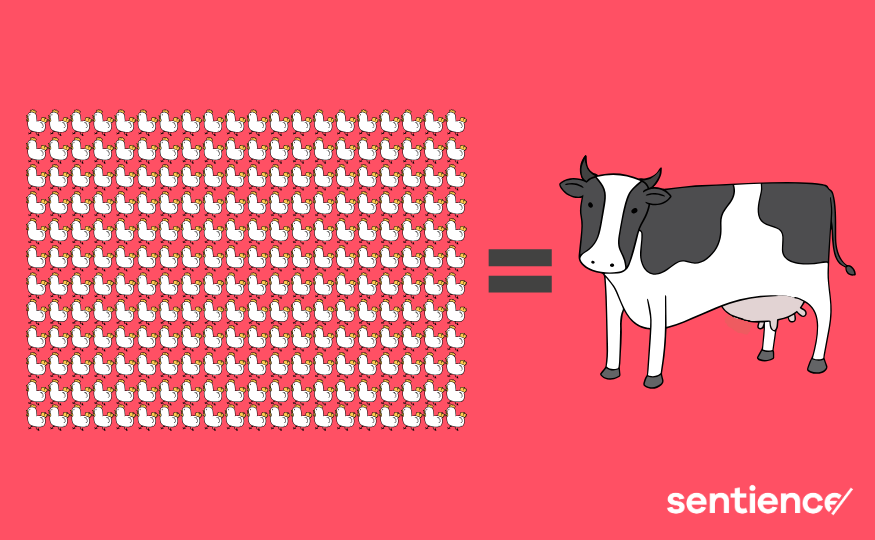 Beschönigte Zahlen: Tierschutz reicht Lauterkeitsbeschwerde gegen Proviande ein