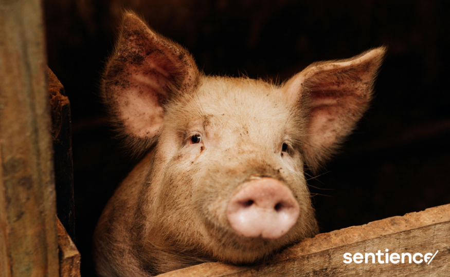 Tiere ans System anpassen: Wie weit wollen wir gehen?