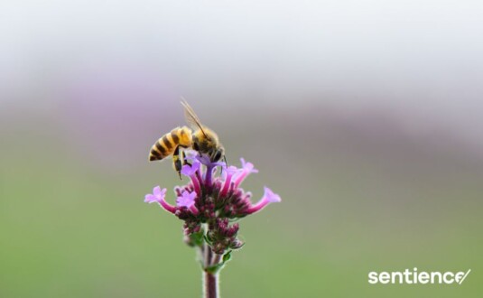 La conscience des abeilles
