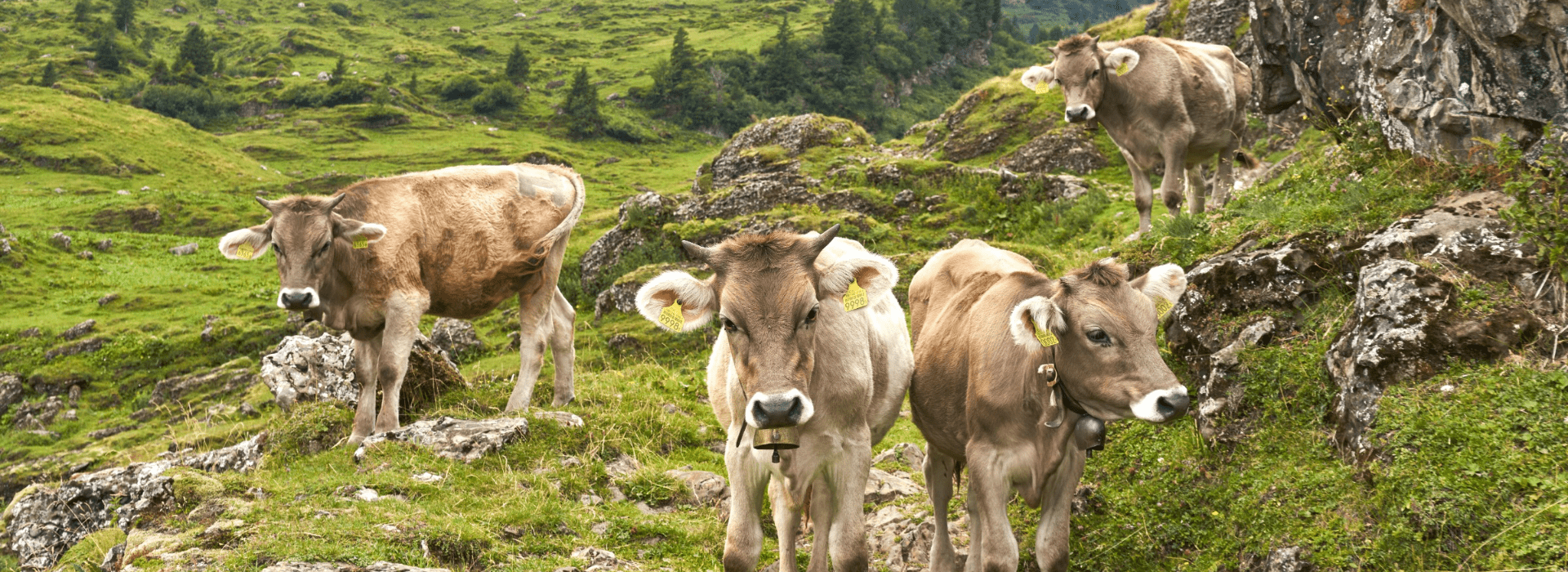 Des vaches dans un paysage de montagnes