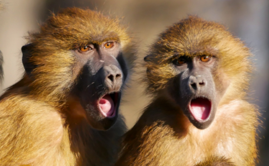 Nein zu Grundrechten für Primaten
