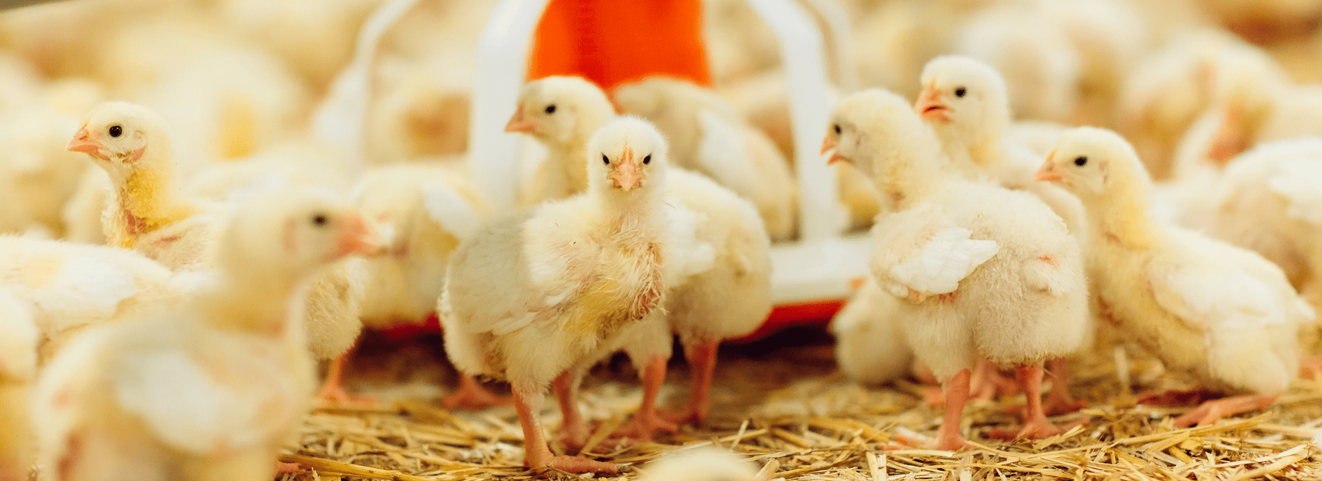 élevage avicole
