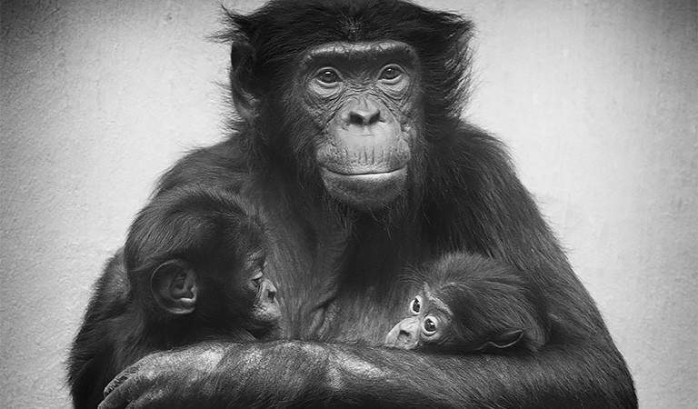 Gegenkomitee der Primaten-Initiative wirbt mit Falschaussagen