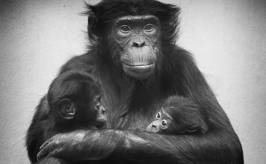 Initiative «Grundrechte für Primaten»