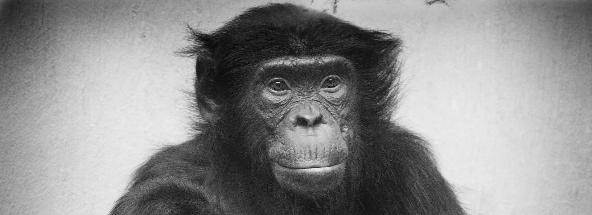 Initiative « Droits fondamentaux pour les primates »