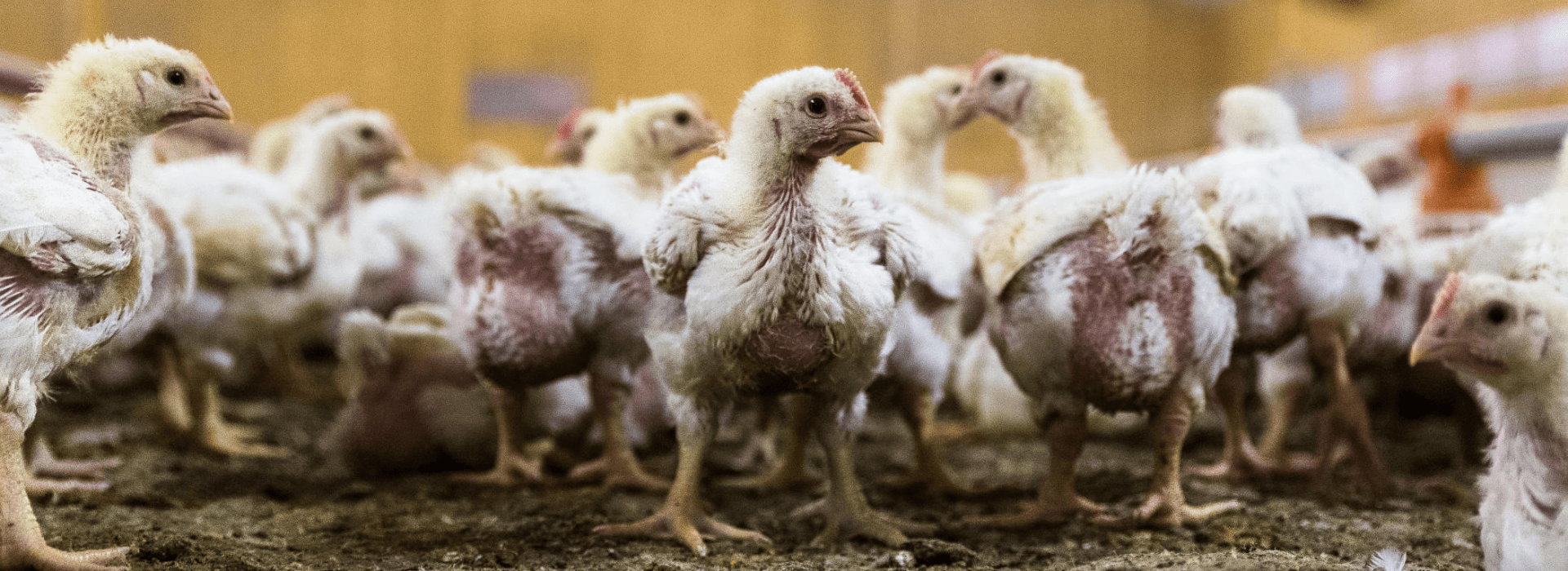 Hühner in der Massentierhaltung