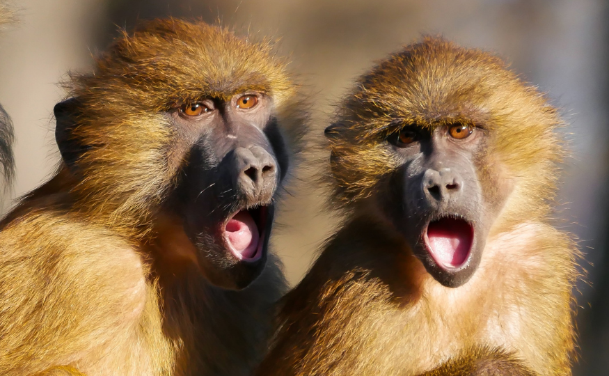 Non aux droits fondamentaux pour les primates