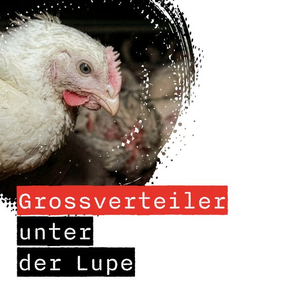 Grossverteiler unter der Lupe