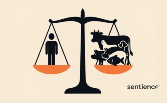 Why Politics Must Extend Beyond Our Own Species