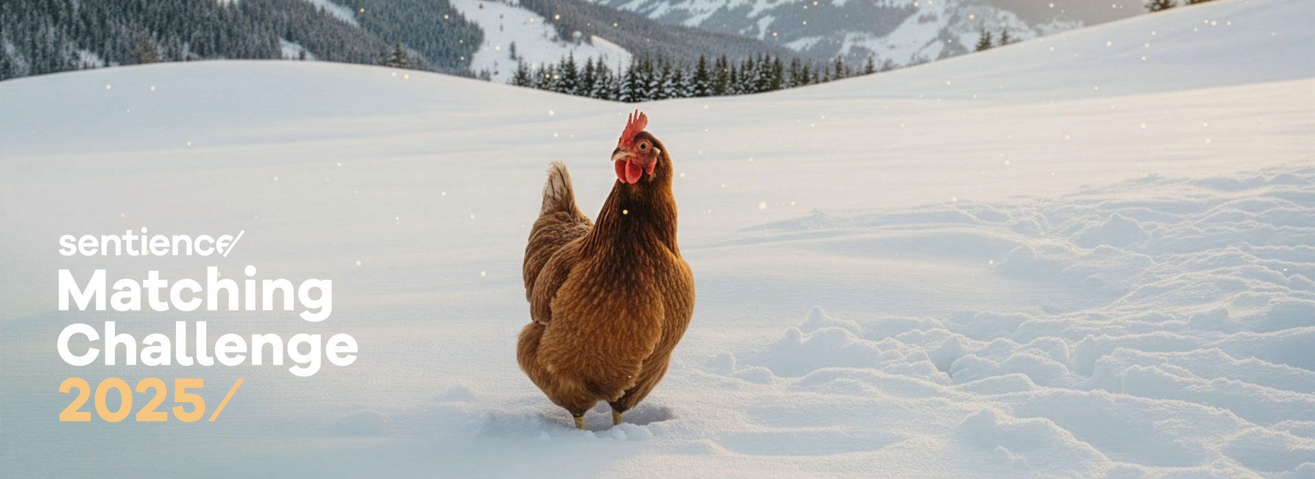 Matching Challenge 2025 - Schwein auf beschneitem Feld
