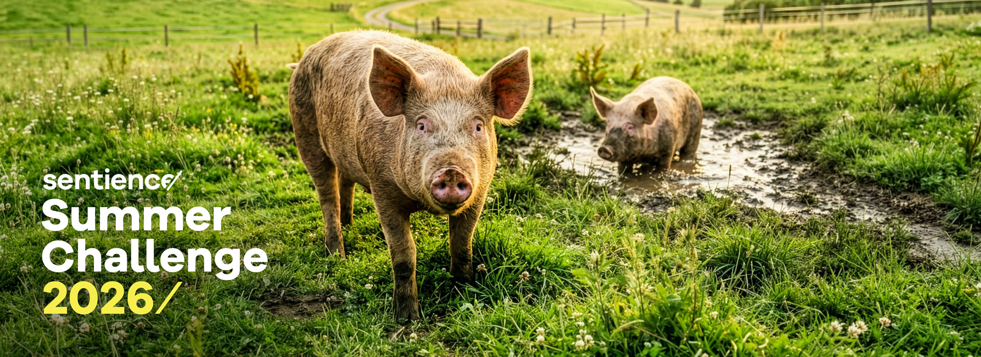 Summer Challenge 2026 - Schwein auf sommerlichen Feld