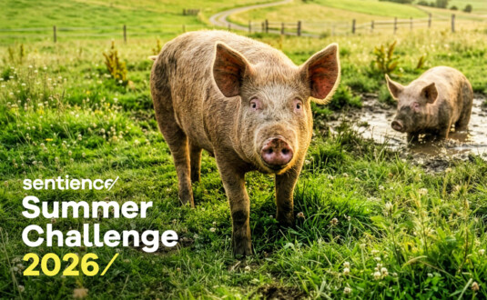 Start Summer Challenge