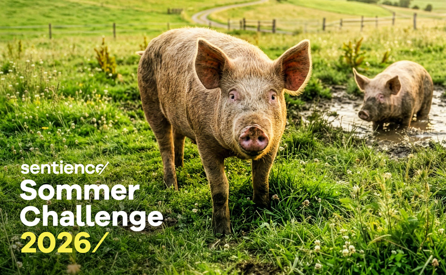 Start Summer Challenge