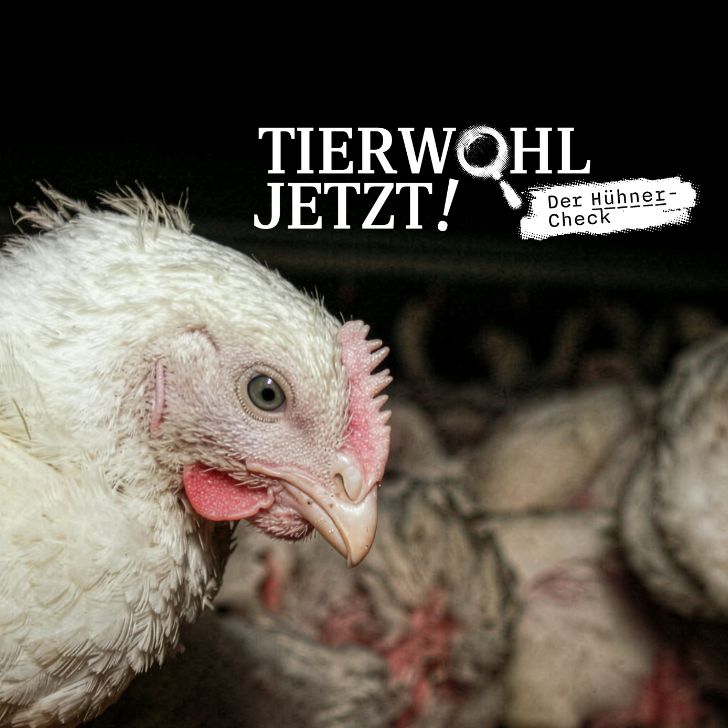 Der Hühner-Check: Grossverteiler unter der Lupe