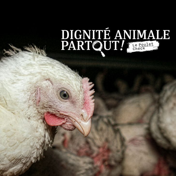 Le Poulet Check : les détaillants passés à la loupe